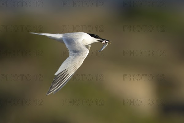 Sandwich tern (Thalasseus sandvicensis) adult bird with a fish in its beak in flight, England, United Kingdom