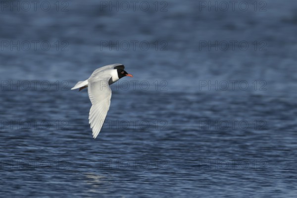 Mediterranean gull (Ichthyaetus melanocephalus) adult bird in flight in a blue sky, England, United Kingdom