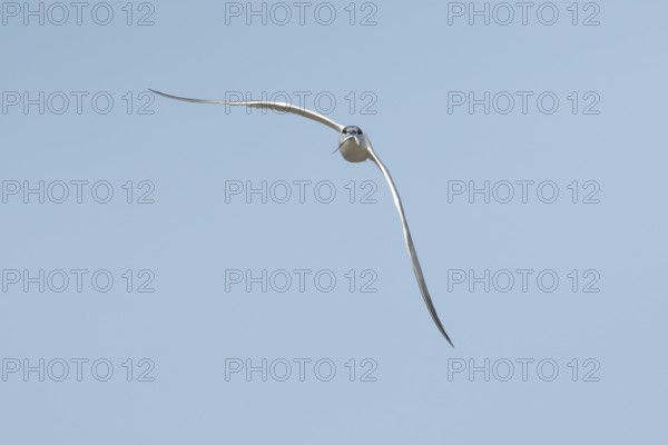 Sandwich tern (Thalasseus sandvicensis) adult bird with a fish in its beak flying, England, United Kingdom