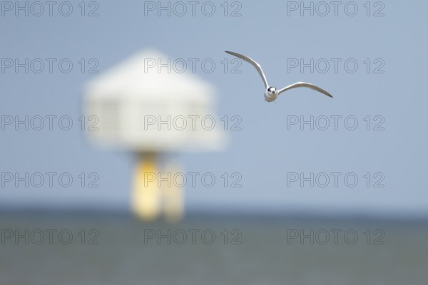 Sandwich tern (Thalasseus sandvicensis) adult bird in flight over the sea, England, United Kingdom