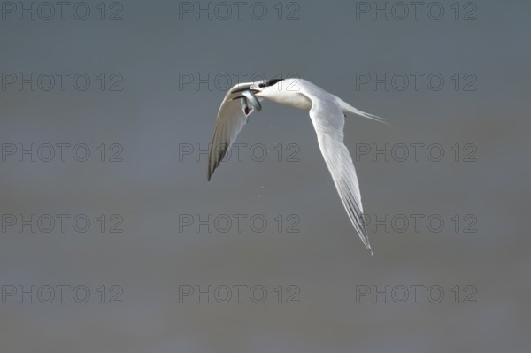 Sandwich tern (Thalasseus sandvicensis) adult bird with a fish in its beak in flight over the sea, England, United Kingdom