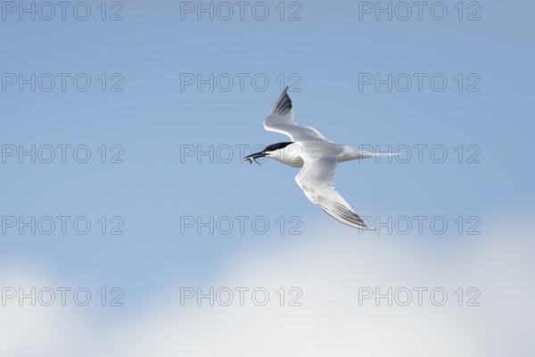 Sandwich tern (Thalasseus sandvicensis) adult bird with a fish in its beak flying, England, United Kingdom