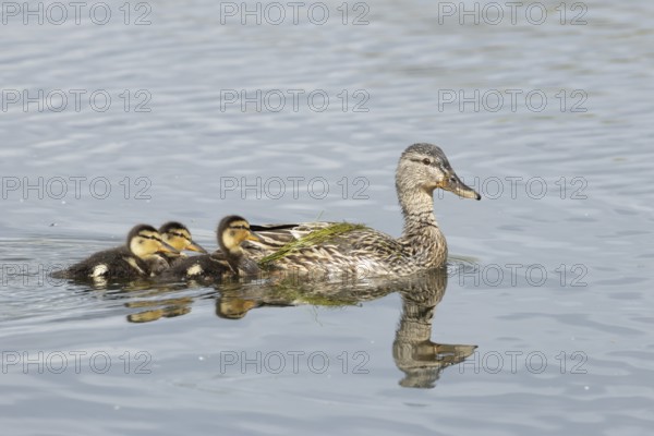 Mallard duck (Anas platyrhynchos) adult female parent bird and three juvenile baby ducklings on a lake, England, United Kingdom