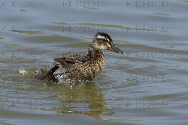 Mallard duck (Anas platyrhynchos) juvenile baby duckling bird bathing on a lake, England, United Kingdom