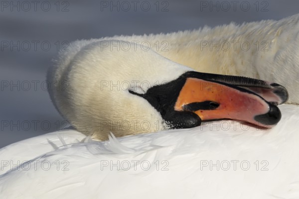 Mute swan (Cygnus olor) adult bird sleeping, England, United Kingdom