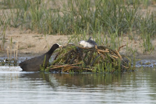 Eurasian coot (Fulica atra) adult parent bird and a juvenile baby bird on a nest on a lake, England, United Kingdom