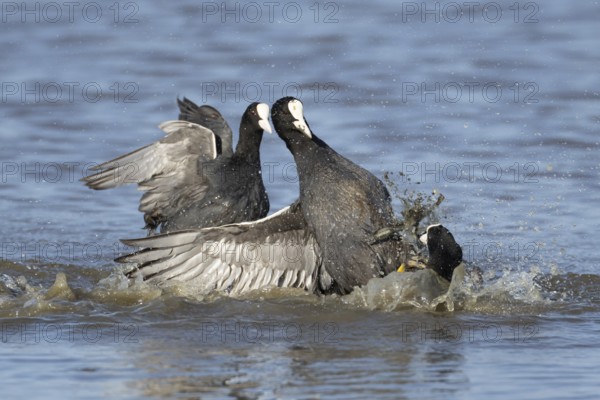 Eurasian coot (Fulica atra) three adult birds fighting on a lake, England, United Kingdom