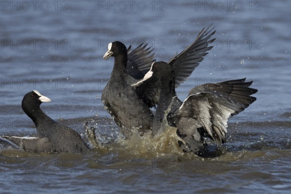 Eurasian coot (Fulica atra) three adult birds fighting on a lake, England, United Kingdom