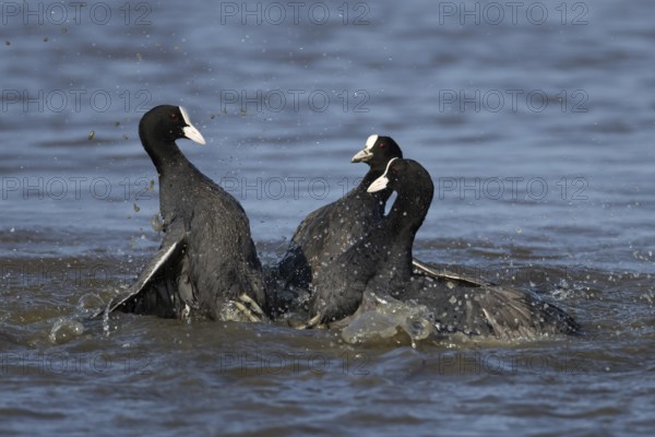 Eurasian coot (Fulica atra) three adult birds fighting on a lake, England, United Kingdom