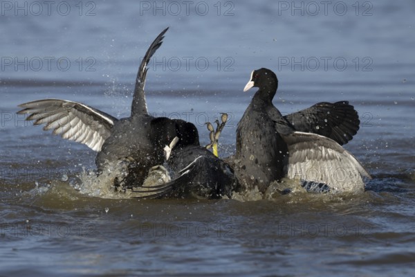 Eurasian coot (Fulica atra) three adult birds fighting on a lake, England, United Kingdom