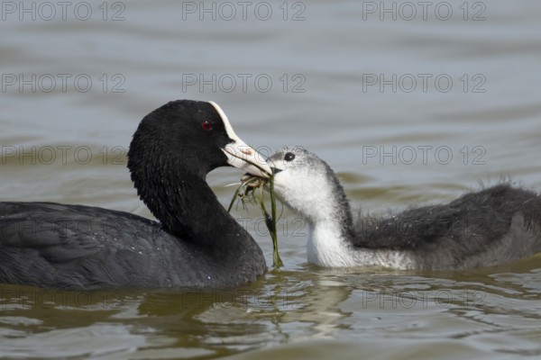 Eurasian coot (Fulica atra) adult parent bird feeding a juvenile baby bird plant vegetation on a lake, England, United Kingdom