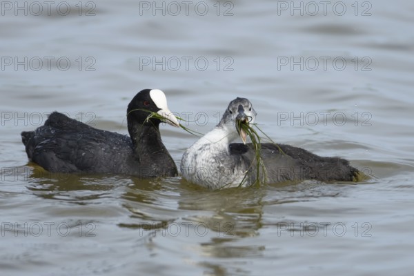 Eurasian coot (Fulica atra) adult parent bird feeding a juvenile baby bird plant vegetation on a lake, England, United Kingdom