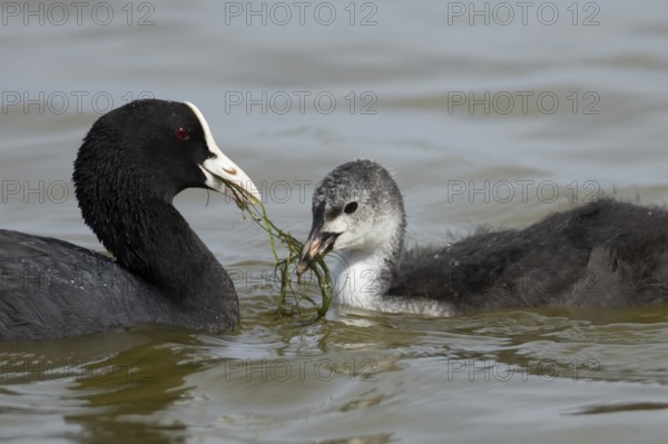 Eurasian coot (Fulica atra) adult parent bird feeding a juvenile baby bird plant vegetation on a lake, England, United Kingdom