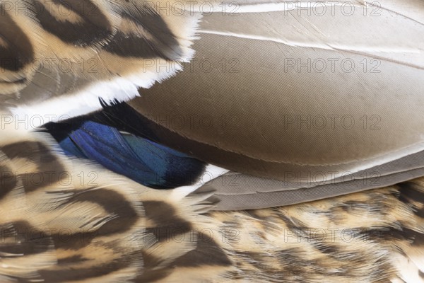Mallard duck (Anas platyrhynchos) adult female bird close up of its wing feathers, England, United Kingdom