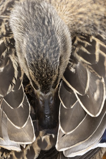 Mallard duck (Anas platyrhynchos) adult female bird resting, England, United Kingdom