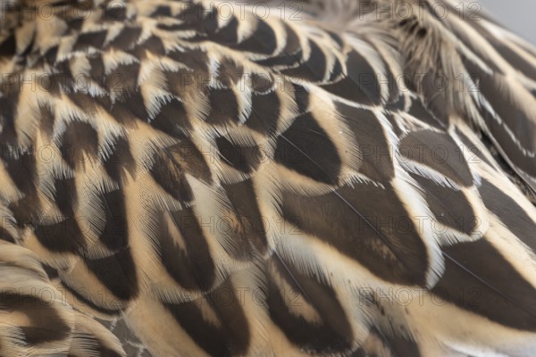 Mallard duck (Anas platyrhynchos) adult female bird close up of its wing feathers, England, United Kingdom