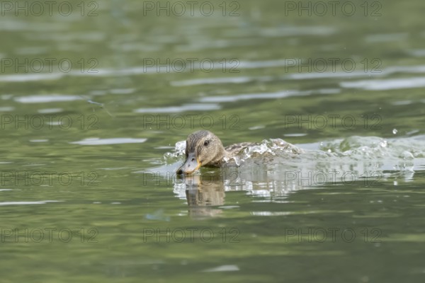 Mallard duck (Anas platyrhynchos) adult female bird chasing damselflies on a lake, England, United Kingdom
