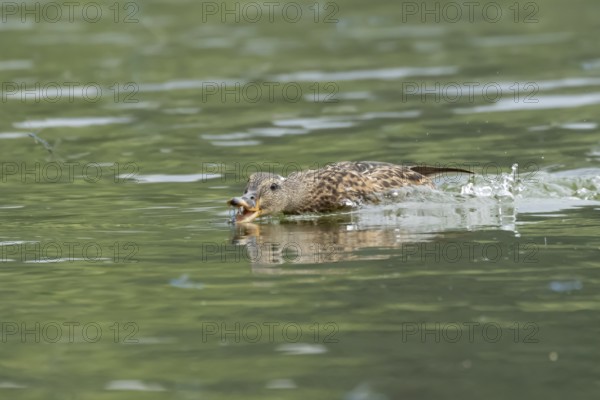 Mallard duck (Anas platyrhynchos) adult female bird chasing damselflies on a lake, England, United Kingdom