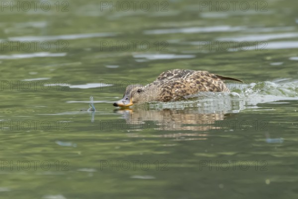 Mallard duck (Anas platyrhynchos) adult female bird chasing damselflies on a lake, England, United Kingdom