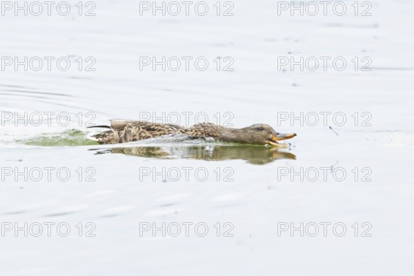 Mallard duck (Anas platyrhynchos) adult female bird chasing damselflies on a lake, England, United Kingdom