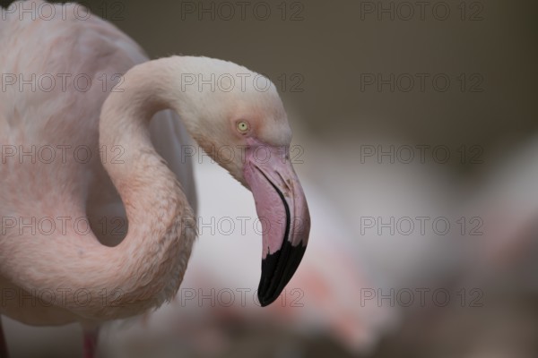 Greater flamingo (Phoenicopterus roseus) adult bird head portrait, England, United Kingdom