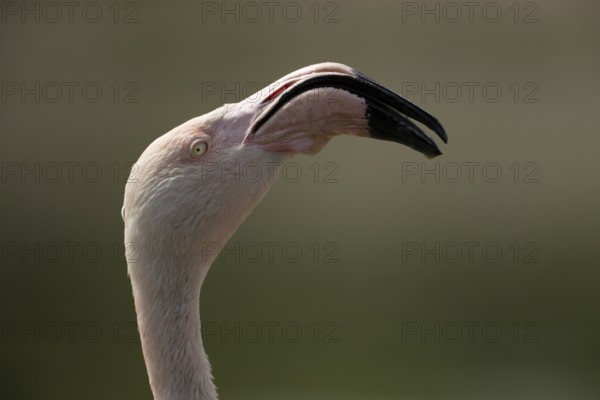 Greater flamingo (Phoenicopterus roseus) adult bird head portrait, England, United Kingdom