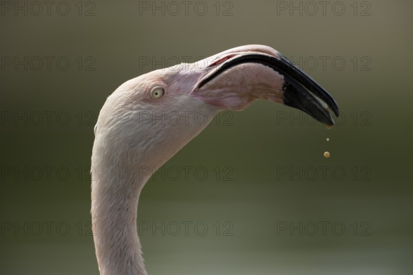 Greater flamingo (Phoenicopterus roseus) adult bird head portrait, England, United Kingdom