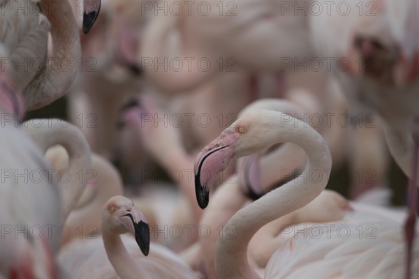 Greater flamingo (Phoenicopterus roseus) adult bird amongst a flock of birds, England, United Kingdom