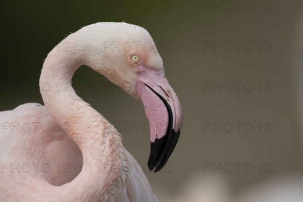 Greater flamingo (Phoenicopterus roseus) adult bird head portrait, England, United Kingdom