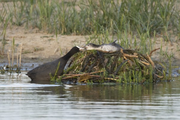 Eurasian coot (Fulica atra) adult parent bird feeding a juvenile baby bird on a nest on a lake, England, United Kingdom