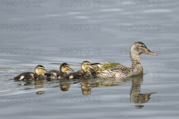 Mallard duck (Anas platyrhynchos) adult female parent bird and three juvenile baby ducklings on a lake, England, United Kingdom