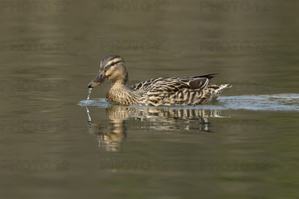 Mallard duck (Anas platyrhynchos) adult female bird on a lake, England, United Kingdom