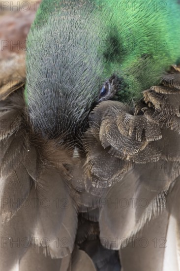 Mallard duck (Anas platyrhynchos) adult male bird resting, England, United Kingdom