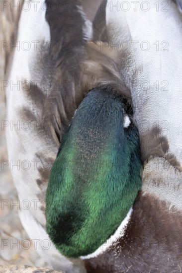Mallard duck (Anas platyrhynchos) adult male bird sleeping, England, United Kingdom