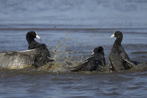 Eurasian coot (Fulica atra) three adult birds fighting on a lake, England, United Kingdom