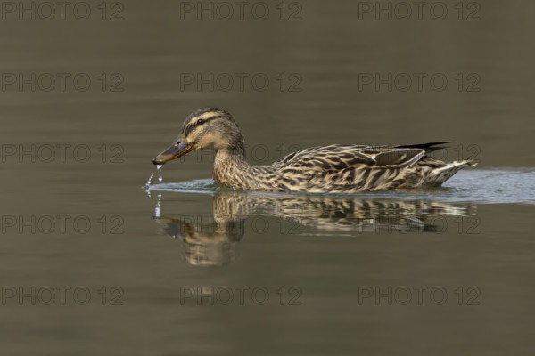 Mallard duck (Anas platyrhynchos) adult female bird on a lake, England, United Kingdom