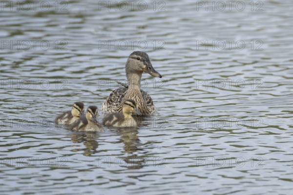 Mallard duck (Anas platyrhynchos) adult female parent bird and three juvenile baby ducklings on a lake, England, United Kingdom