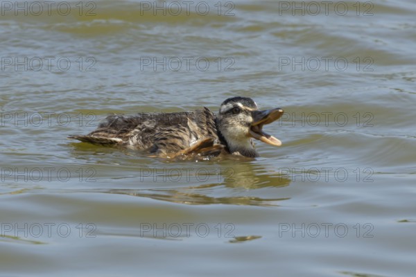 Mallard duck (Anas platyrhynchos) juvenile baby duckling bird quacking on a lake, England, United Kingdom