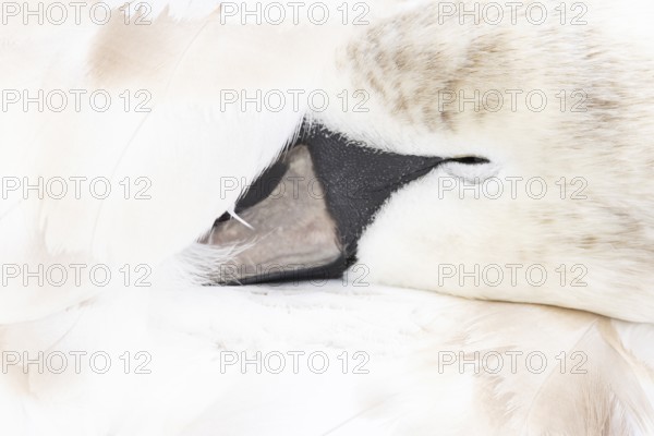 Mute swan (Cygnus olor) juvenile bird sleeping, England, United Kingdom