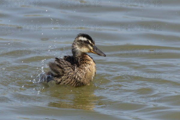Mallard duck (Anas platyrhynchos) juvenile baby duckling bird bathing on a lake, England, United Kingdom