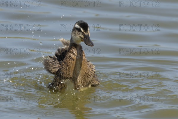 Mallard duck (Anas platyrhynchos) juvenile baby duckling bird bathing on a lake, England, United Kingdom
