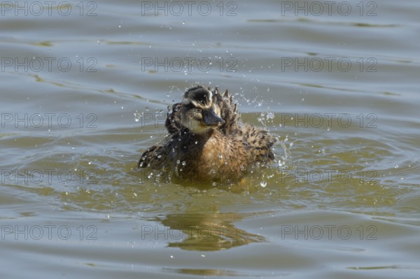 Mallard duck (Anas platyrhynchos) juvenile baby duckling bird bathing on a lake, England, United Kingdom