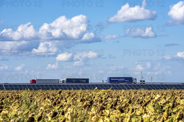 86, 5 MW peak ground-mounted photovoltaic systems, by RWE, with over 141, 000 solar modules, on a verge, over 1 km long, along the A44 motorway near Bedburg, at the Jackerath junction, recultivated open-cast mining site, field with sunflowers, North Rhine-Westphalia, Germany