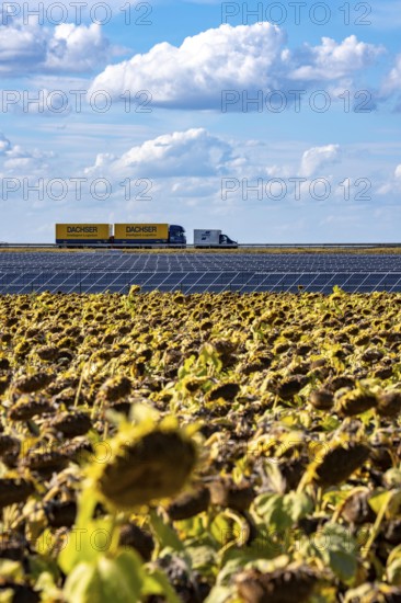 86, 5 MW peak ground-mounted photovoltaic systems, by RWE, with over 141, 000 solar modules, on a verge, over 1 km long, along the A44 motorway near Bedburg, at the Jackerath junction, recultivated open-cast mining site, field with sunflowers, North Rhine-Westphalia, Germany