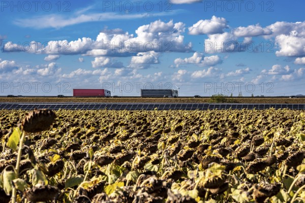 86, 5 MW peak ground-mounted photovoltaic systems, by RWE, with over 141, 000 solar modules, on a verge, over 1 km long, along the A44 motorway near Bedburg, at the Jackerath junction, recultivated open-cast mining site, field with sunflowers, North Rhine-Westphalia, Germany