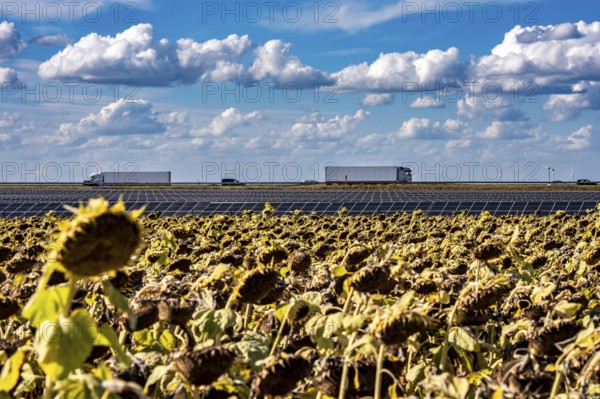 86, 5 MW peak ground-mounted photovoltaic systems, by RWE, with over 141, 000 solar modules, on a verge, over 1 km long, along the A44 motorway near Bedburg, at the Jackerath junction, recultivated open-cast mining site, field with sunflowers, North Rhine-Westphalia, Germany