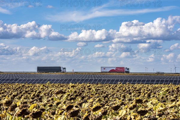 86, 5 MW peak ground-mounted photovoltaic systems, by RWE, with over 141, 000 solar modules, on a verge, over 1 km long, along the A44 motorway near Bedburg, at the Jackerath junction, recultivated open-cast mining site, field with sunflowers, North Rhine-Westphalia, Germany