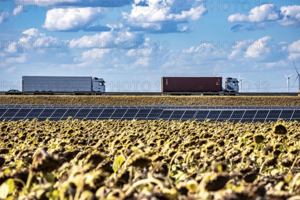 86, 5 MW peak ground-mounted photovoltaic systems, by RWE, with over 141, 000 solar modules, on a verge, over 1 km long, along the A44 motorway near Bedburg, at the Jackerath junction, recultivated open-cast mining site, field with sunflowers, North Rhine-Westphalia, Germany
