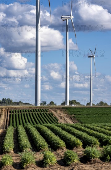 Field with carrot, in long rows, wind farm near Titz, North Rhine-Westphalia, Germany