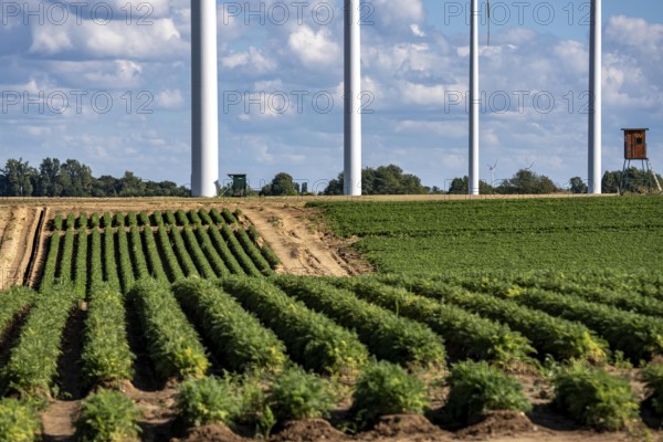 Field with carrot, in long rows, wind farm near Titz, North Rhine-Westphalia, Germany
